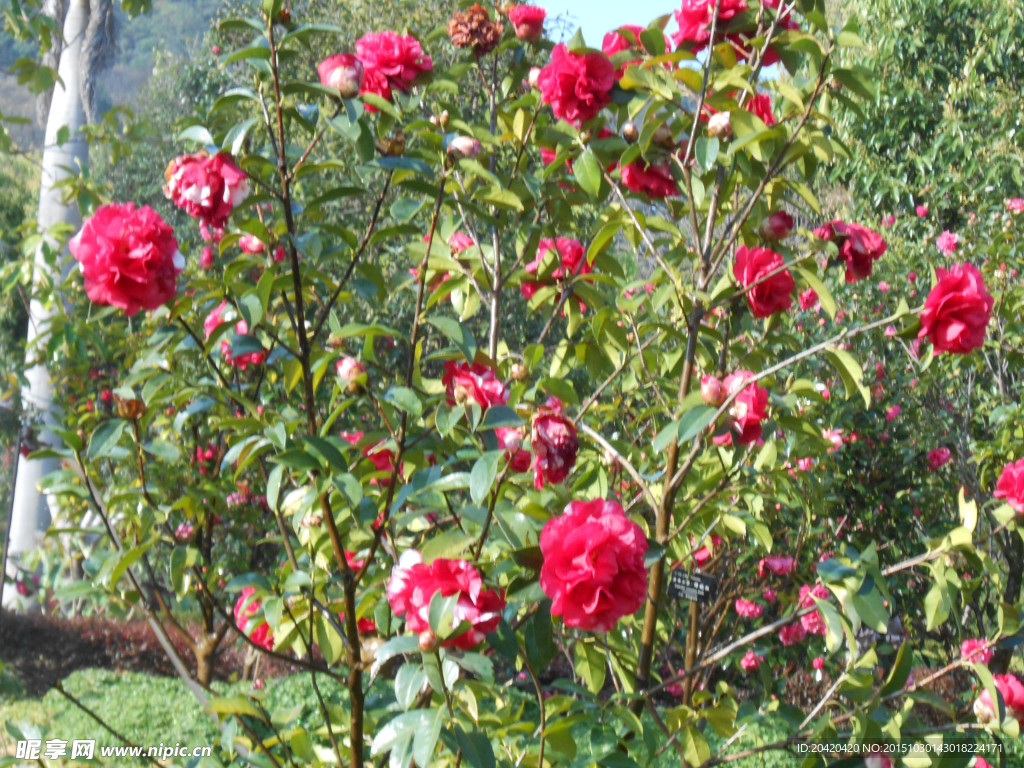 茶花