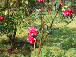 茶花