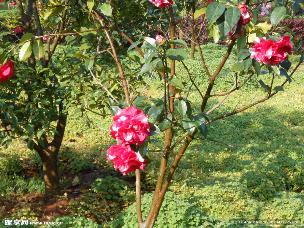 茶花