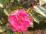 茶花