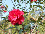 茶花