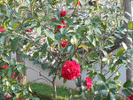 茶花