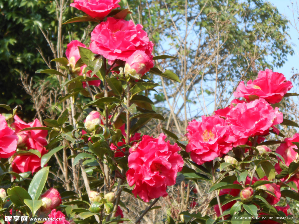 茶花