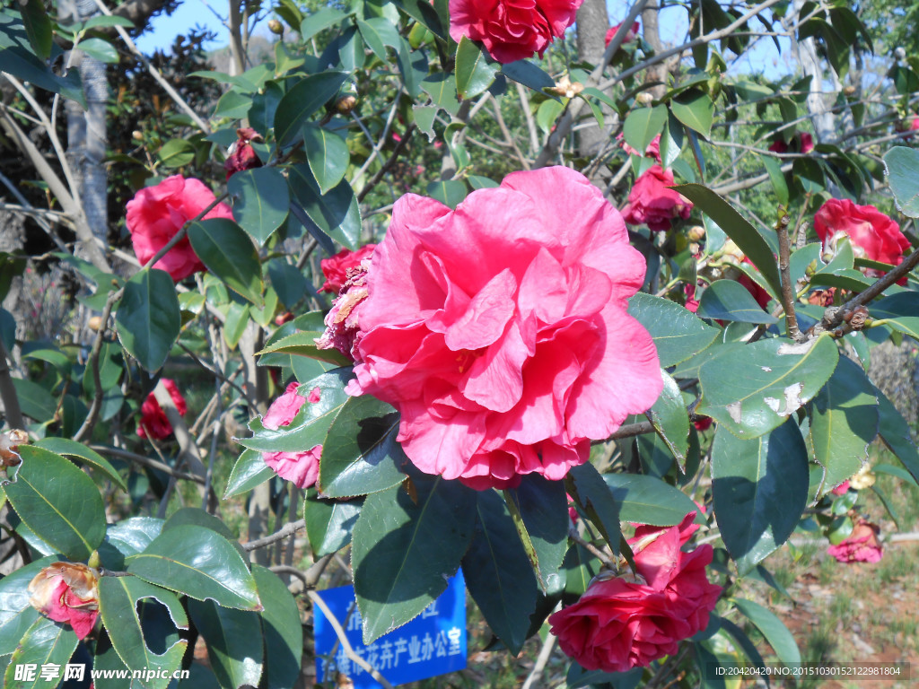 茶花