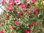茶花
