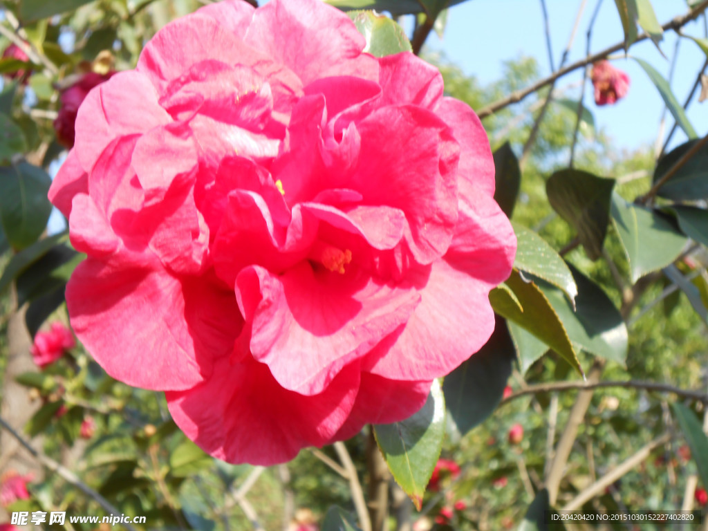 茶花