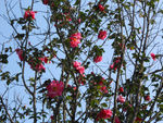 茶花