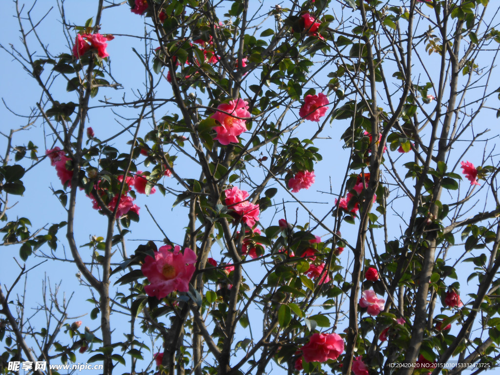 茶花
