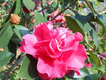 茶花