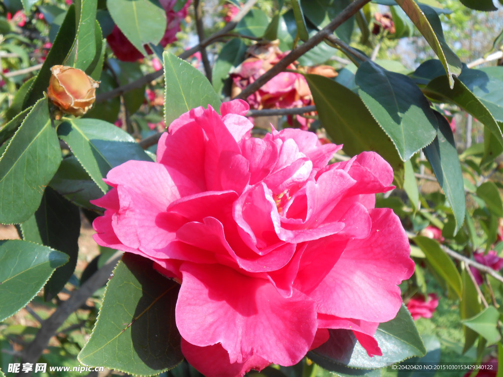茶花