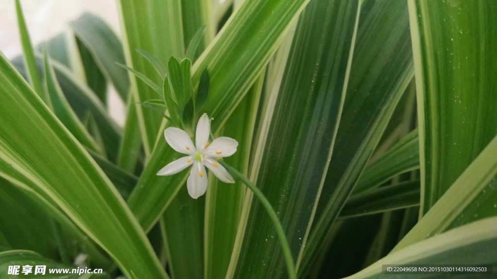 可爱小花