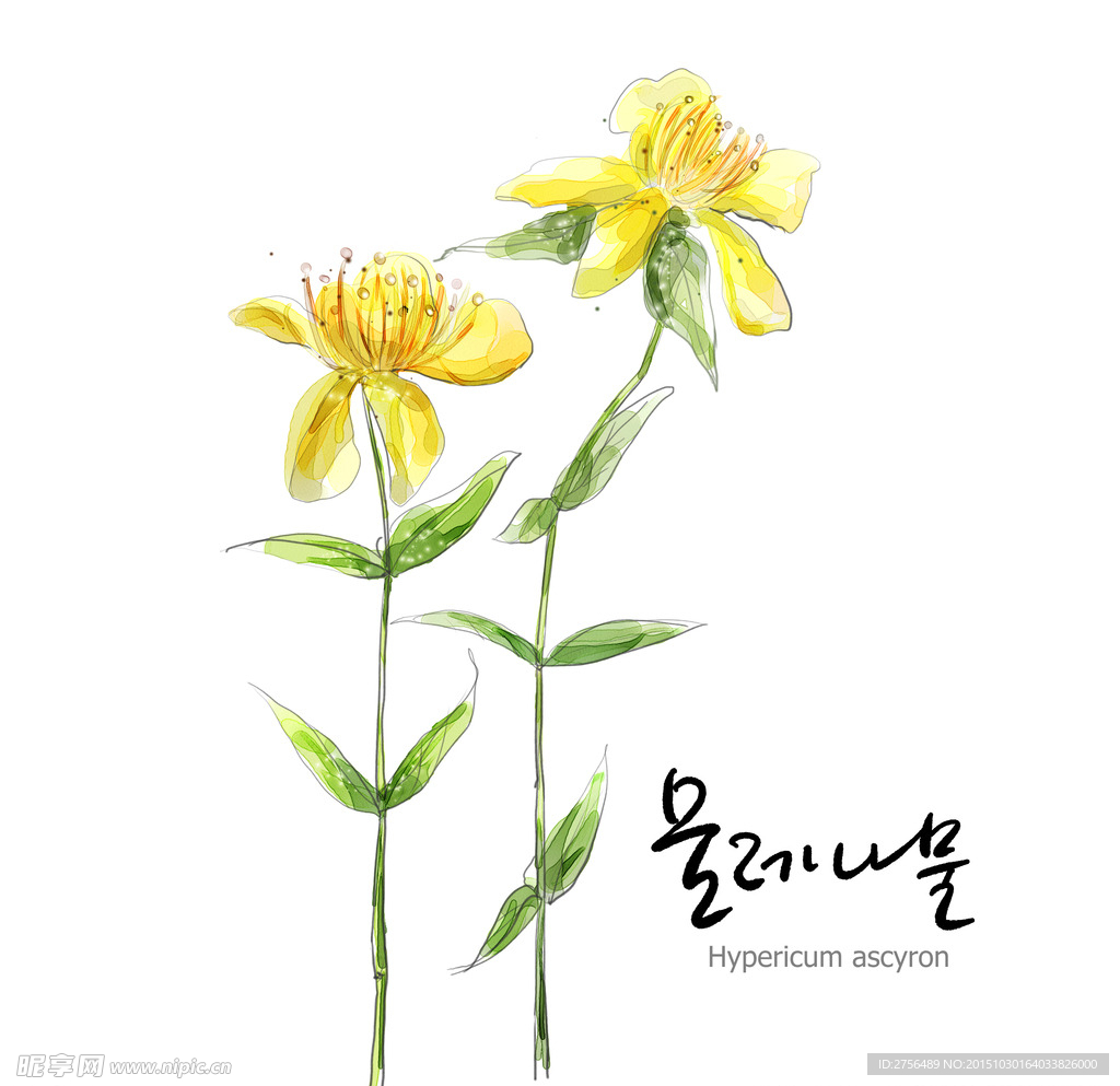 时尚花纹图片