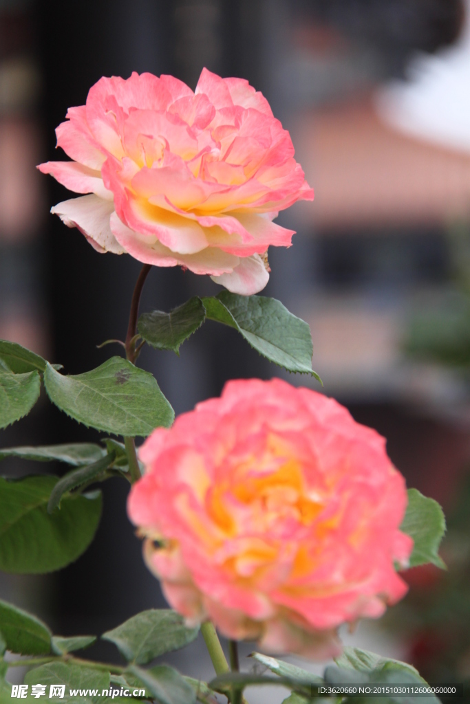 月季花