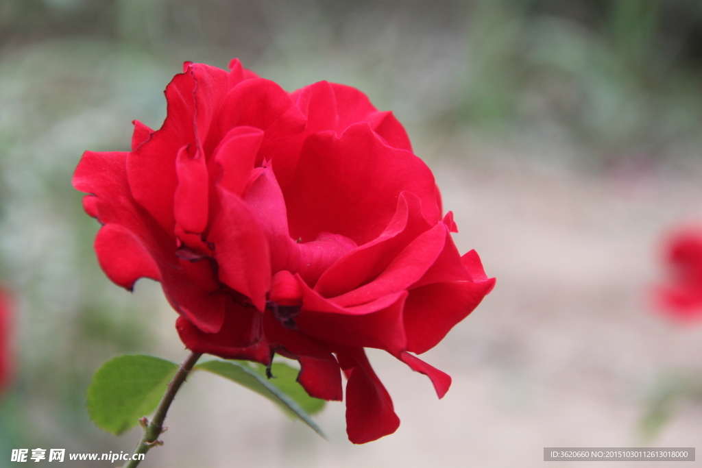 月季花