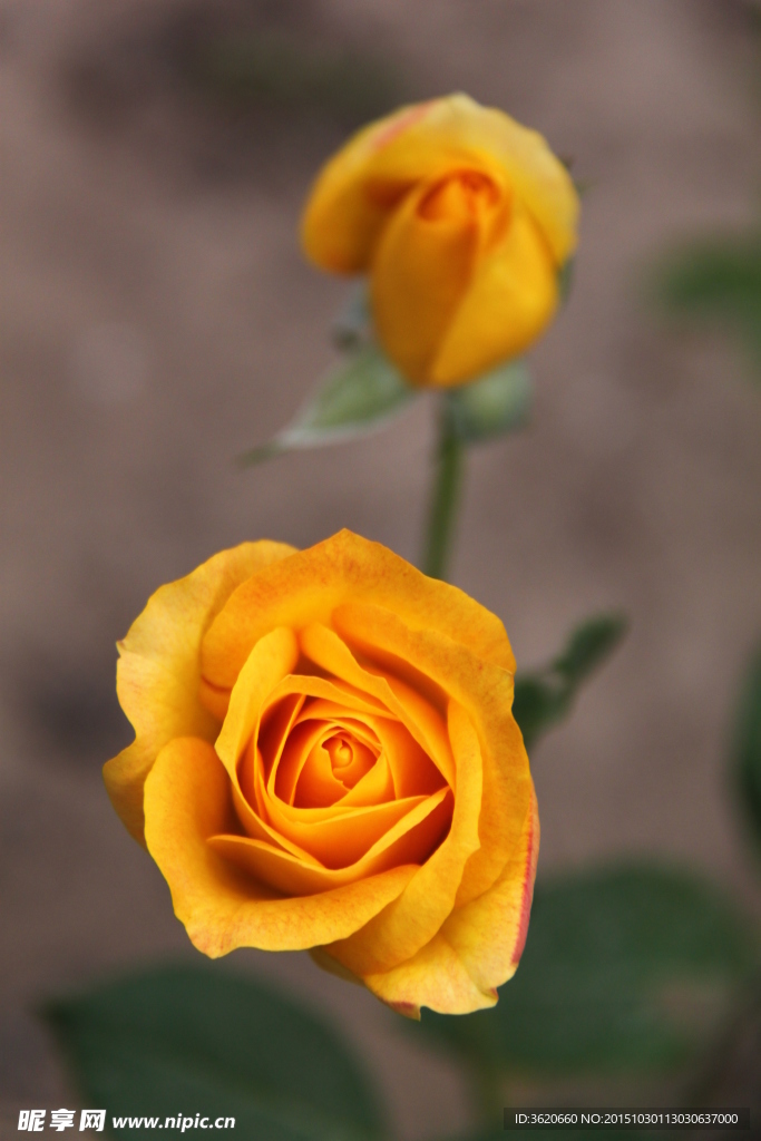 月季花