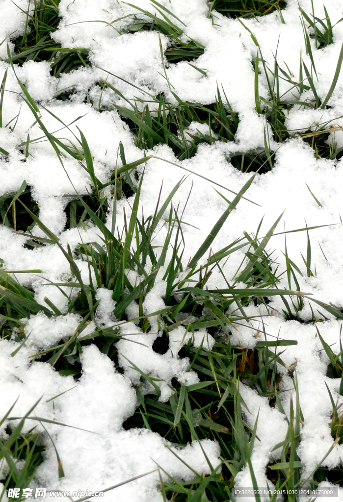 积雪