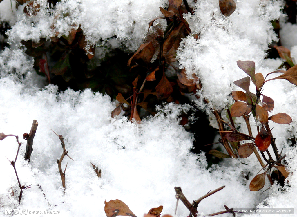 积雪