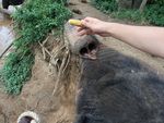 骑大象