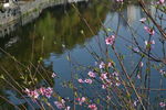 月湖桃花