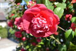 山茶花
