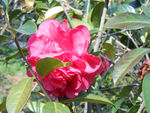 茶花