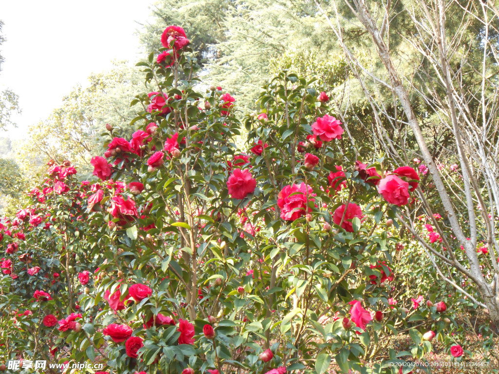 茶花
