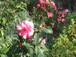 茶花