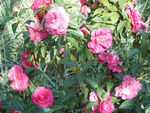 茶花