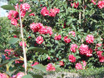 茶花