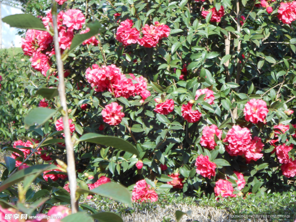 茶花