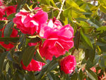 茶花