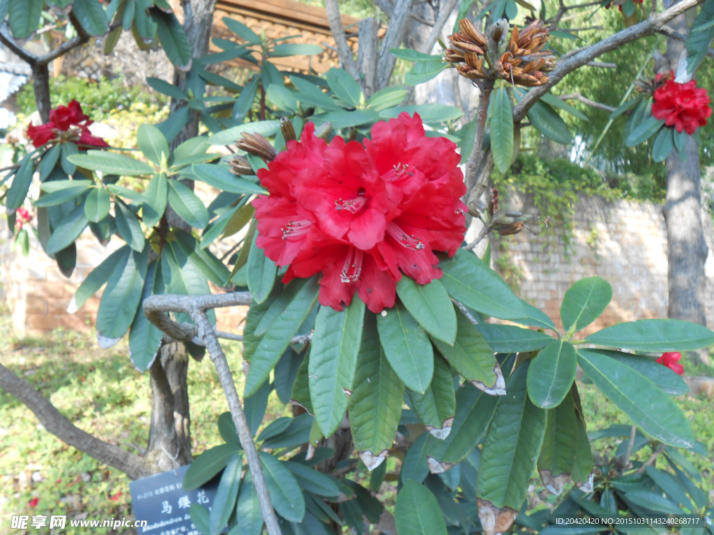 马缨花
