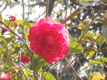 茶花