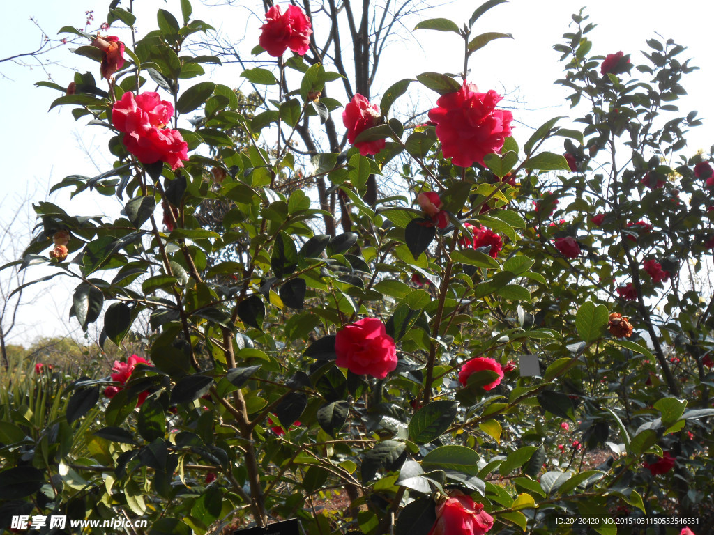 茶花