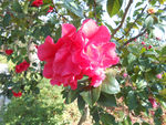 茶花