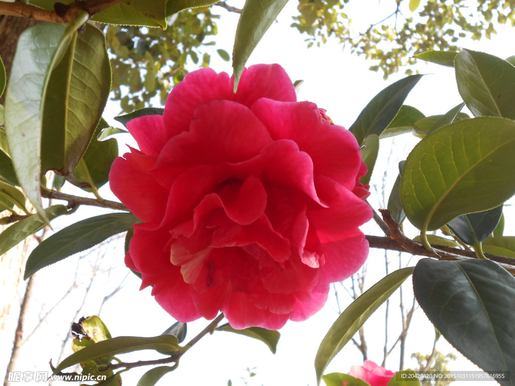 茶花