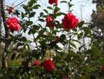 茶花