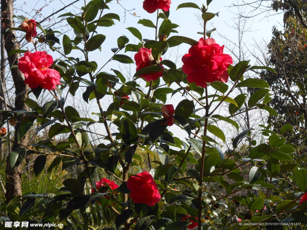 茶花