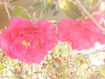 茶花