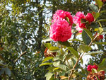 茶花