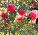 茶花