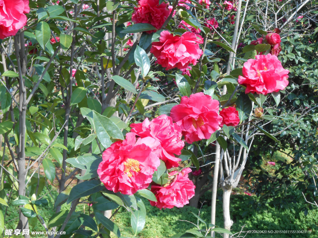 茶花