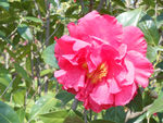 茶花