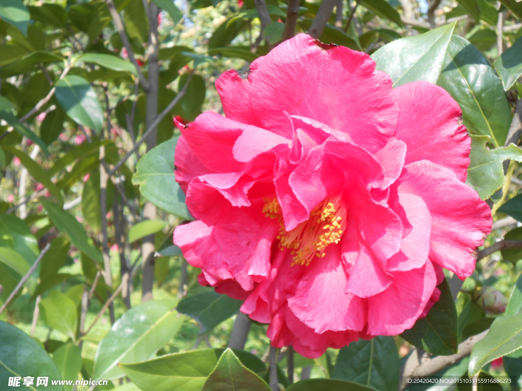茶花