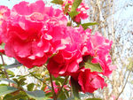 茶花
