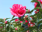 茶花