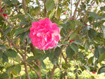茶花