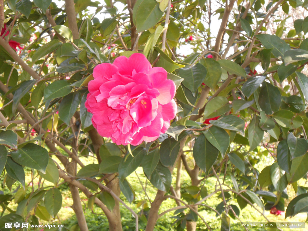茶花