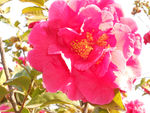 茶花