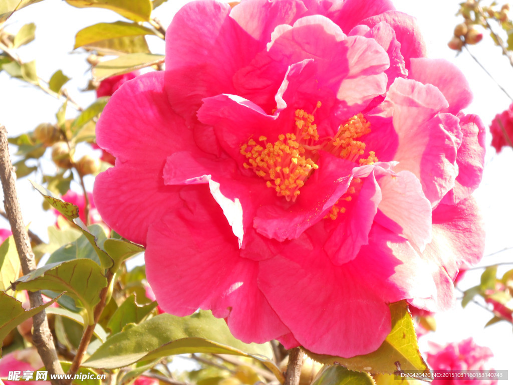茶花